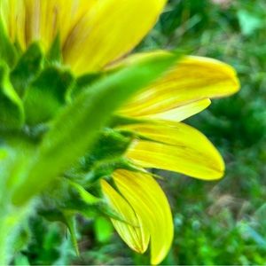 Meet your Posher, Joanne